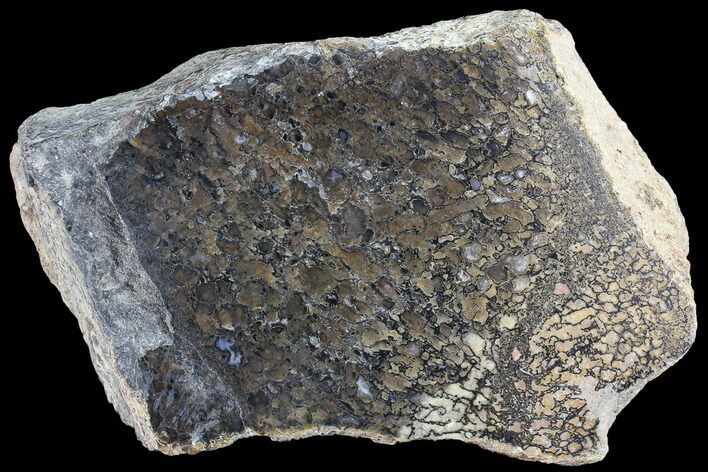 Polished Dinosaur Bone (Gembone) Section - Large Cells #86830